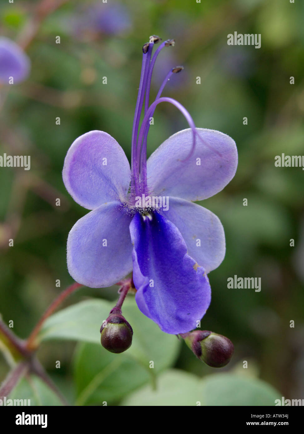 Glory Bower (clerodendrum ugandense clerodendron ugandense) syn. Banque D'Images