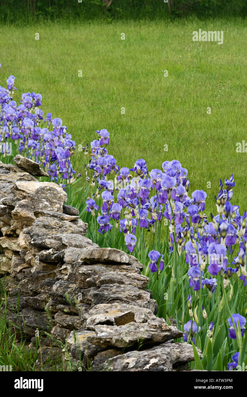 Mur en pierre sèche bordée d'Iris violets Door County Wisconsin Banque D'Images