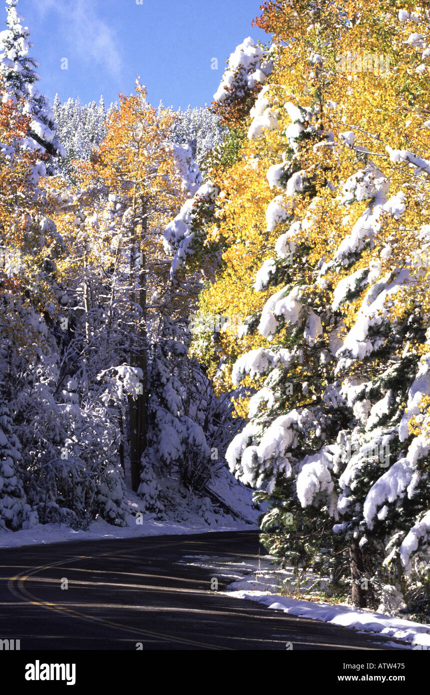 Sapins couverts de neige et trembles avec road U S A Banque D'Images