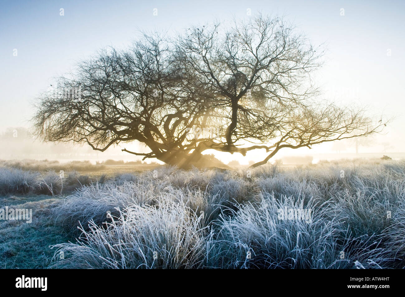 Lever de soleil à Bushy Park Richmond upon Thames Greater London England UK Banque D'Images