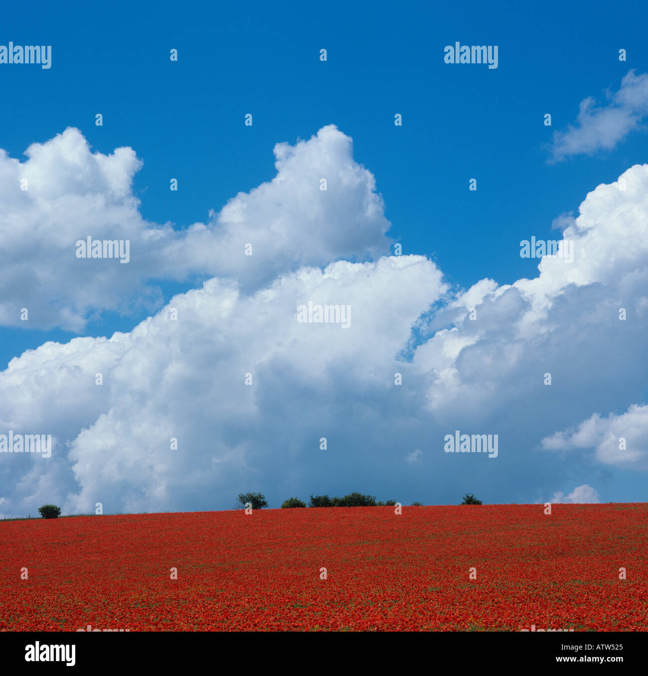 Coquelicots de champ rhoeas de Papaver dans le pré de fleurs sauvages Chilterns Buckinghamshire UK juin Banque D'Images