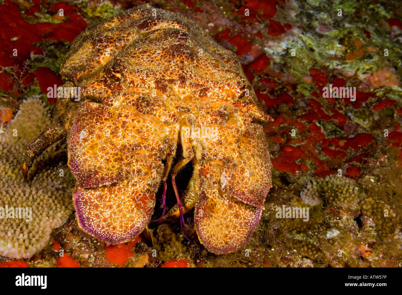 Le Ridgeback cigale de mer, Scyllarides haanii, peut atteindre 20 pouces de longueur, New York. Banque D'Images