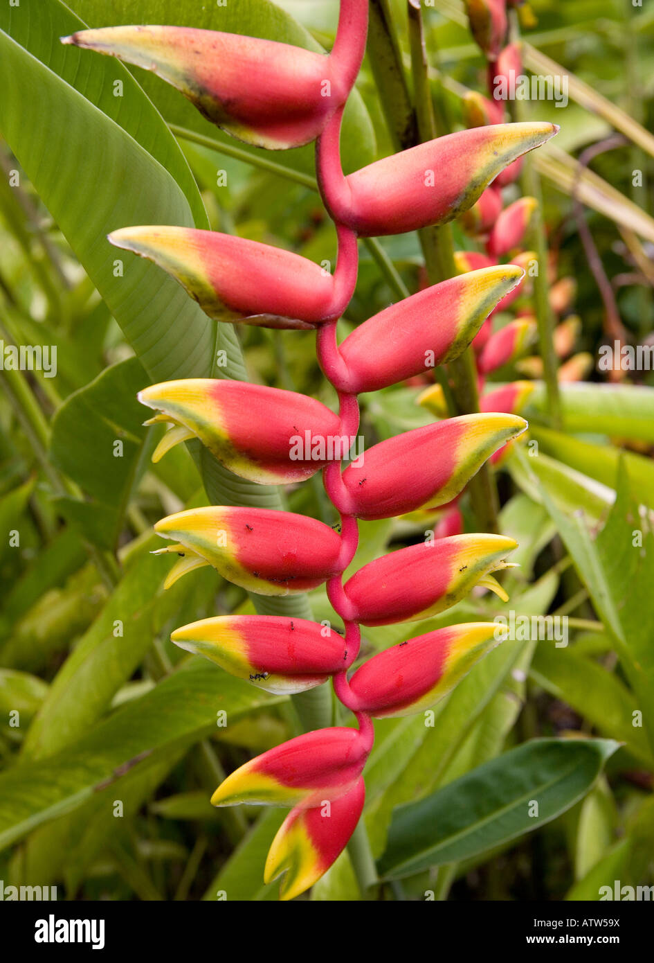 Heliconia Rostrata plante en y Bali Indonesia Banque D'Images