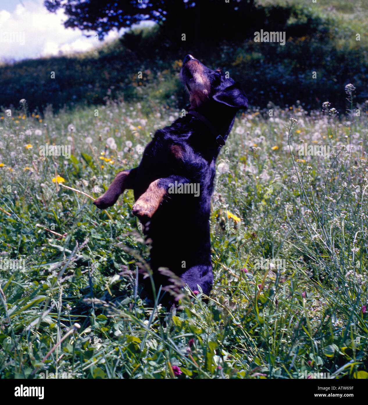 Blaireau chien posant lorsque debout Teckel allemand. Photo par Willy Matheisl Banque D'Images