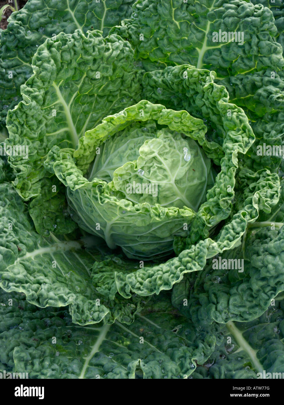 Chou de Savoie (Brassica oleracea var. sabauda) Banque D'Images