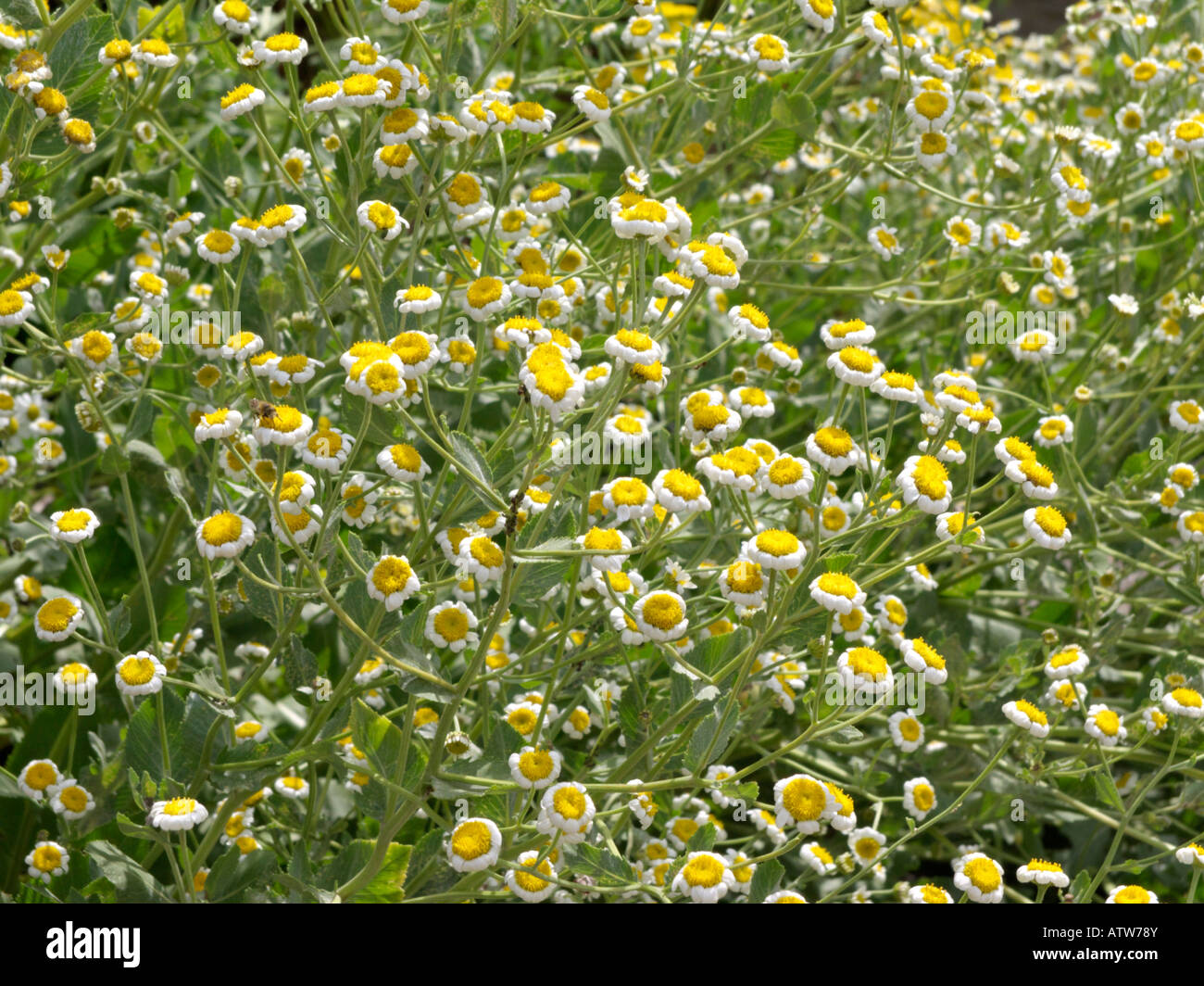 Balsamita majeur Banque de photographies et d’images à haute résolution ...