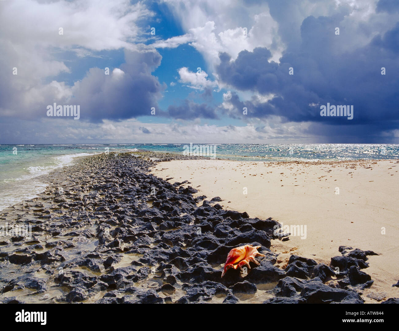 Shell sur la côte de l'île de l'atoll de Baa Maldives beach Banque D'Images