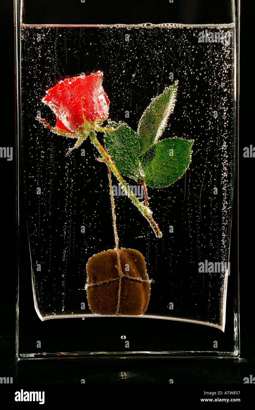 Dans l'eau de rose dans le verre dans la bulle sous l'eau, fleur Banque D'Images