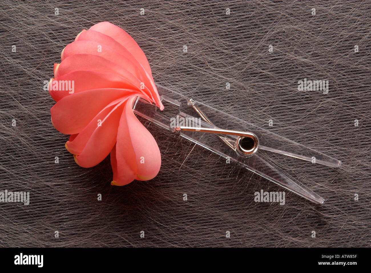 Les pétales de rose par locing-vêtements style peg sur fond gris Banque D'Images