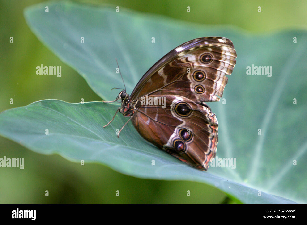 Blue Morpho Morpho menelaus Banque D'Images