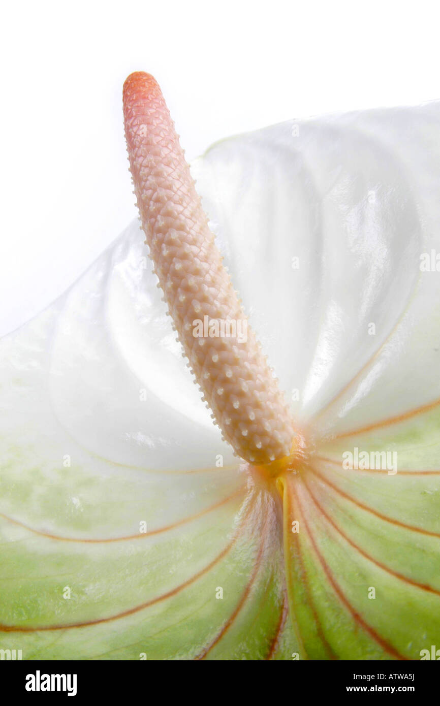 L'Anthurium plante flamingo spec. Vue détaillée de blossom Banque D'Images