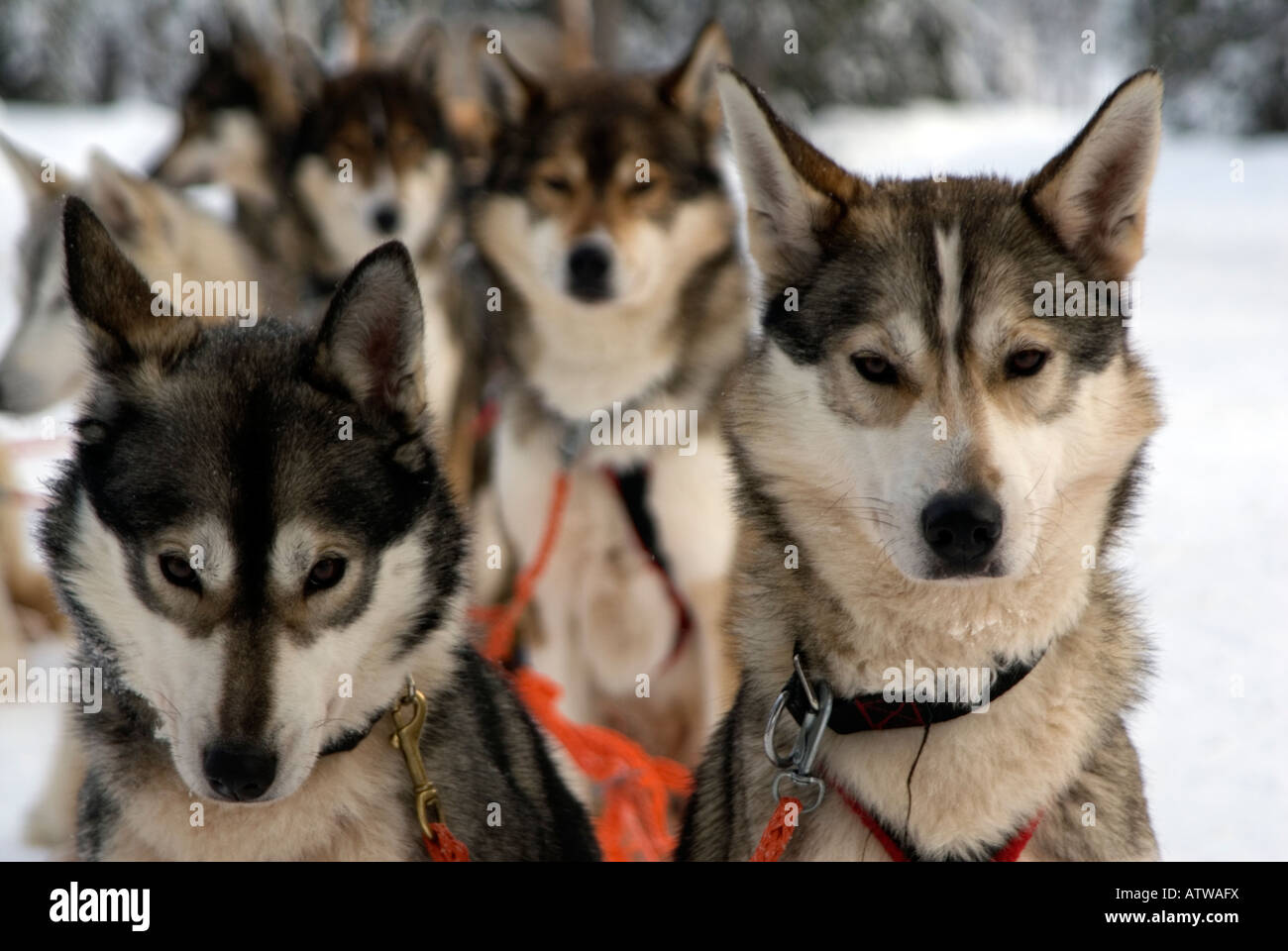 Équipe de chiens husky prêt à tirer un traîneau beond musher et le cercle arctique Laponie Finlande Banque D'Images