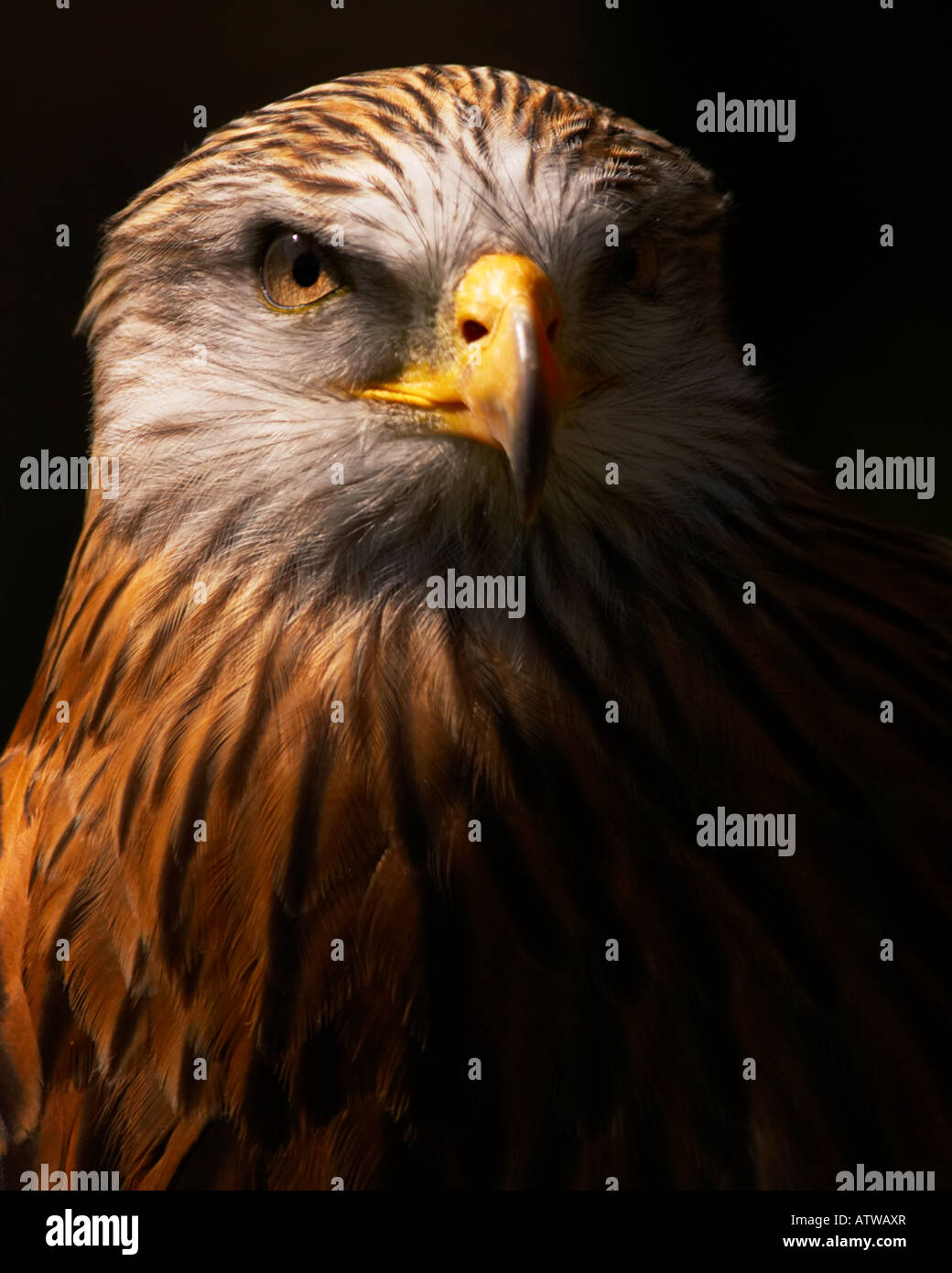 Portrait Red Kite Banque D'Images