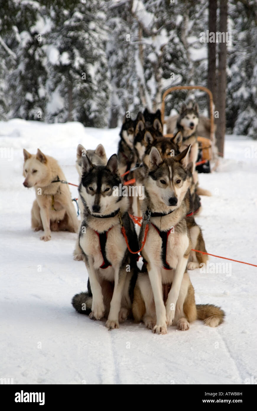 Équipe de chiens husky prêt à tirer un traîneau musher et au-delà du cercle arctique Laponie Finlande Banque D'Images