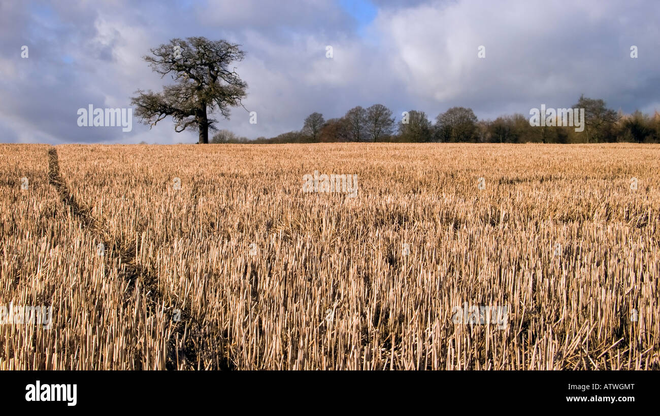 Domaine les chaumes de blé jachère pose en février Banque D'Images