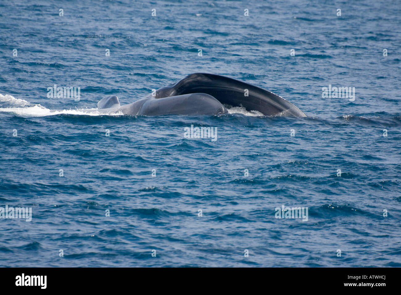 Un rorqual bleu, Balaenoptera musculus, fente se nourrir près de la surface de krill dans l'océan Pacifique au large de la côte nord-ouest du Mexique. Banque D'Images