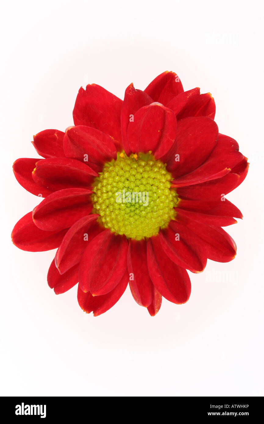 Bouton floral rouge shot on white Banque D'Images