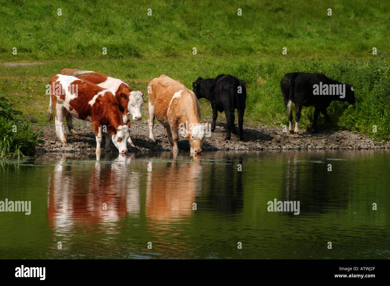 Broutage du bétail Banque D'Images