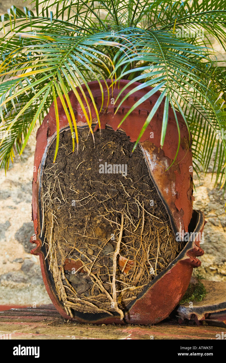 Mexique Guanajuato les racines des plantes montrant broken pot de terre contenant connu Fern Banque D'Images