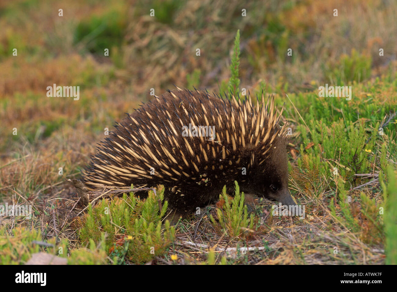 Echidna Tachyglossus aculeatus Banque D'Images