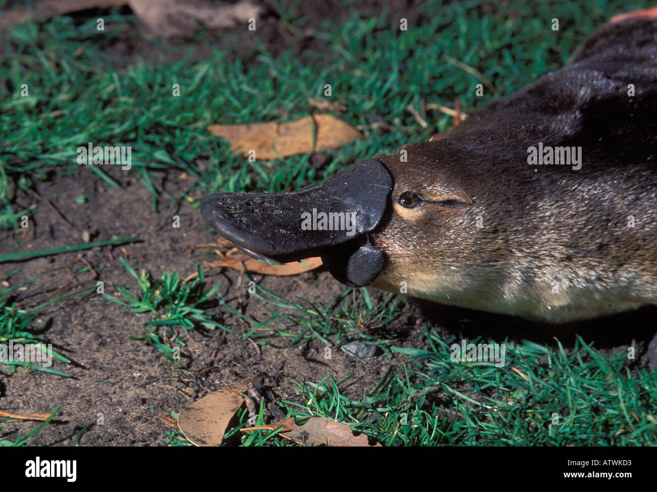 Ornithorhynchus anatinus ornithorynque Close up of head Banque D'Images