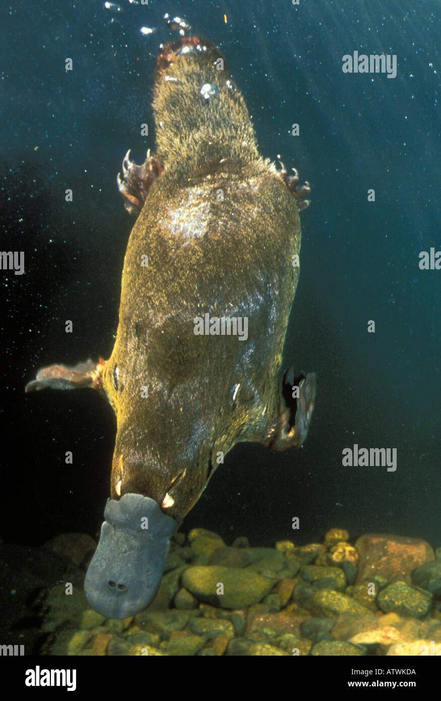 Ornithorhynchus anatinus ornithorynque Banque D'Images