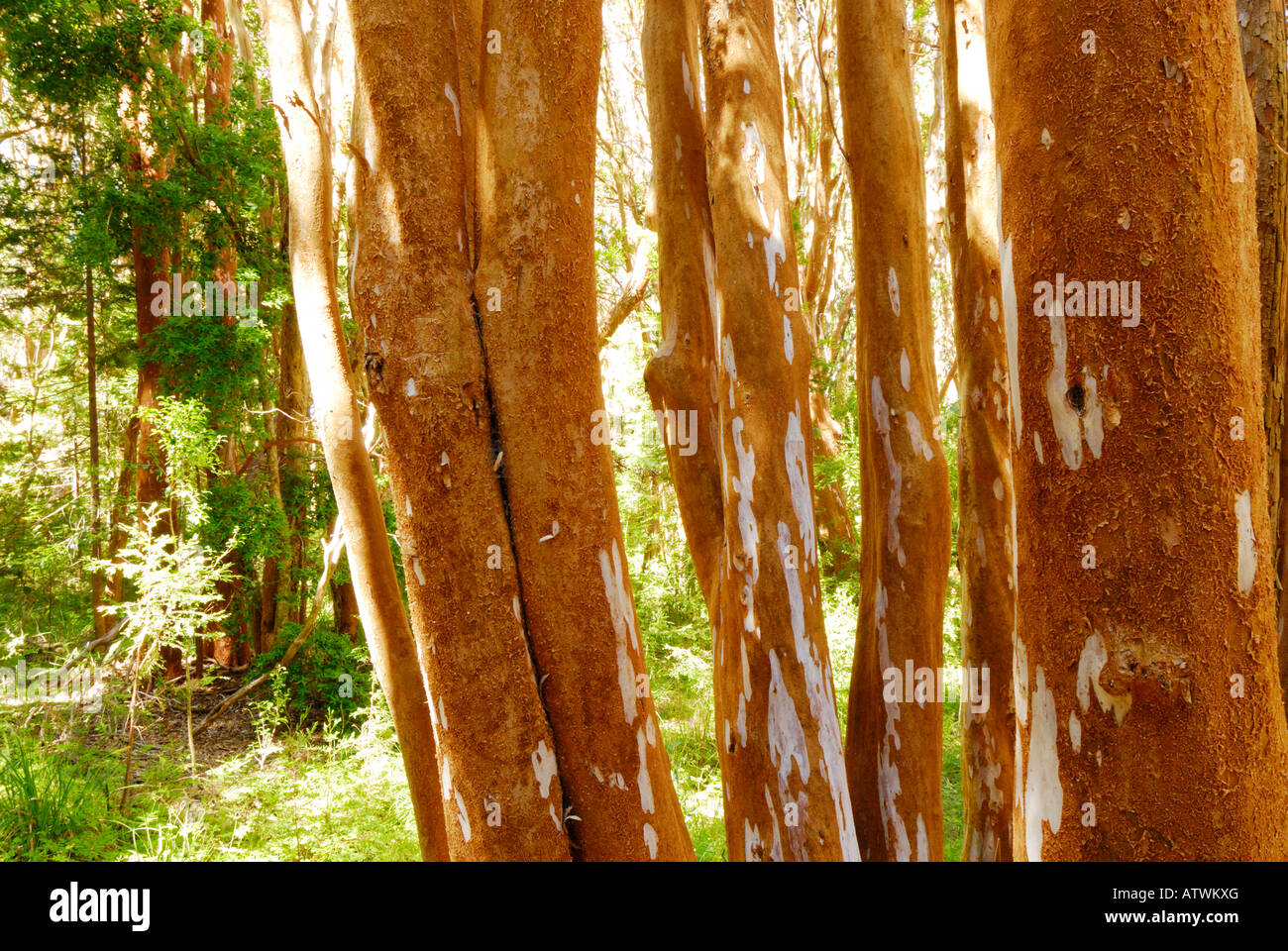 Parc National de los Arrayanes, péninsule de Quetrihue, Neuquen, Argentine, Amérique du Sud Banque D'Images