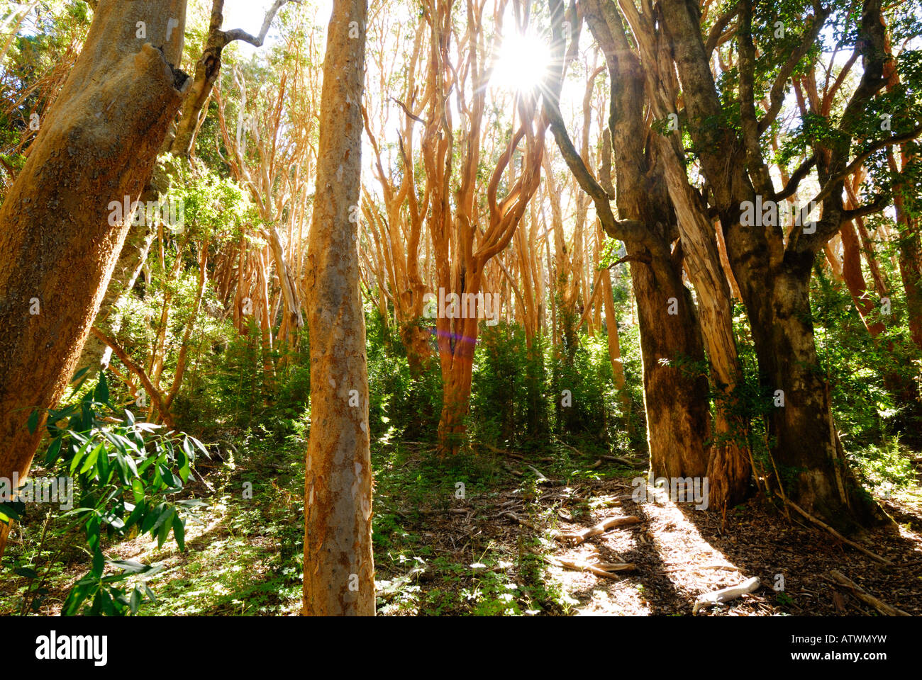 Parc National de los Arrayanes, péninsule de Quetrihue, Neuquen, Argentine, Amérique du Sud Banque D'Images