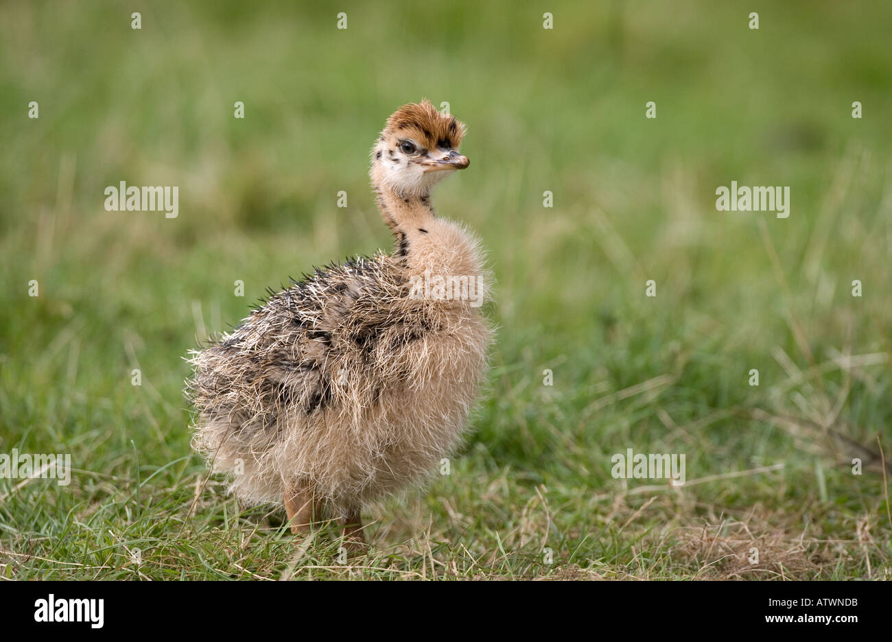 Struthio camelus Autruche Bébé Banque D'Images