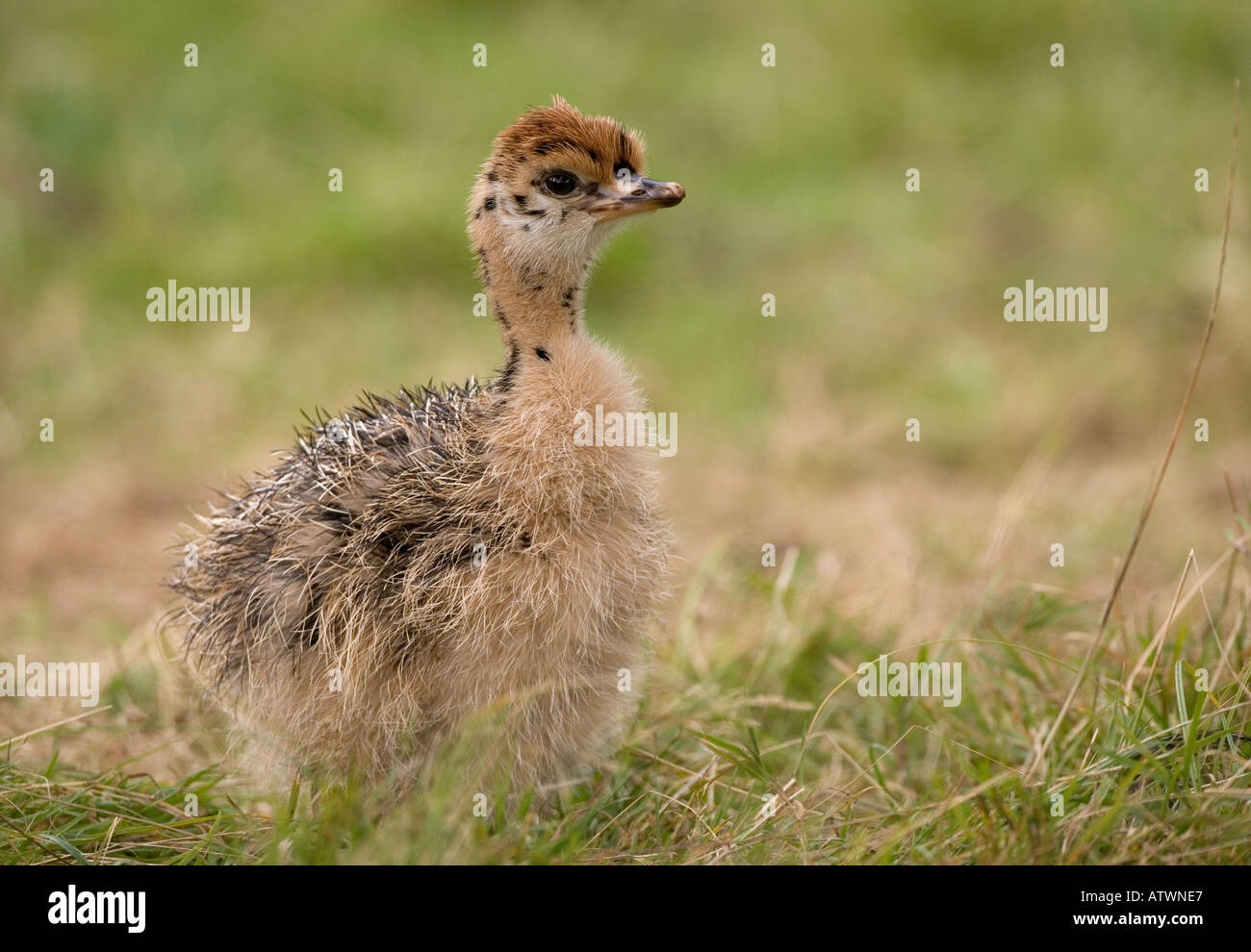 Struthio camelus Autruche Bébé Banque D'Images