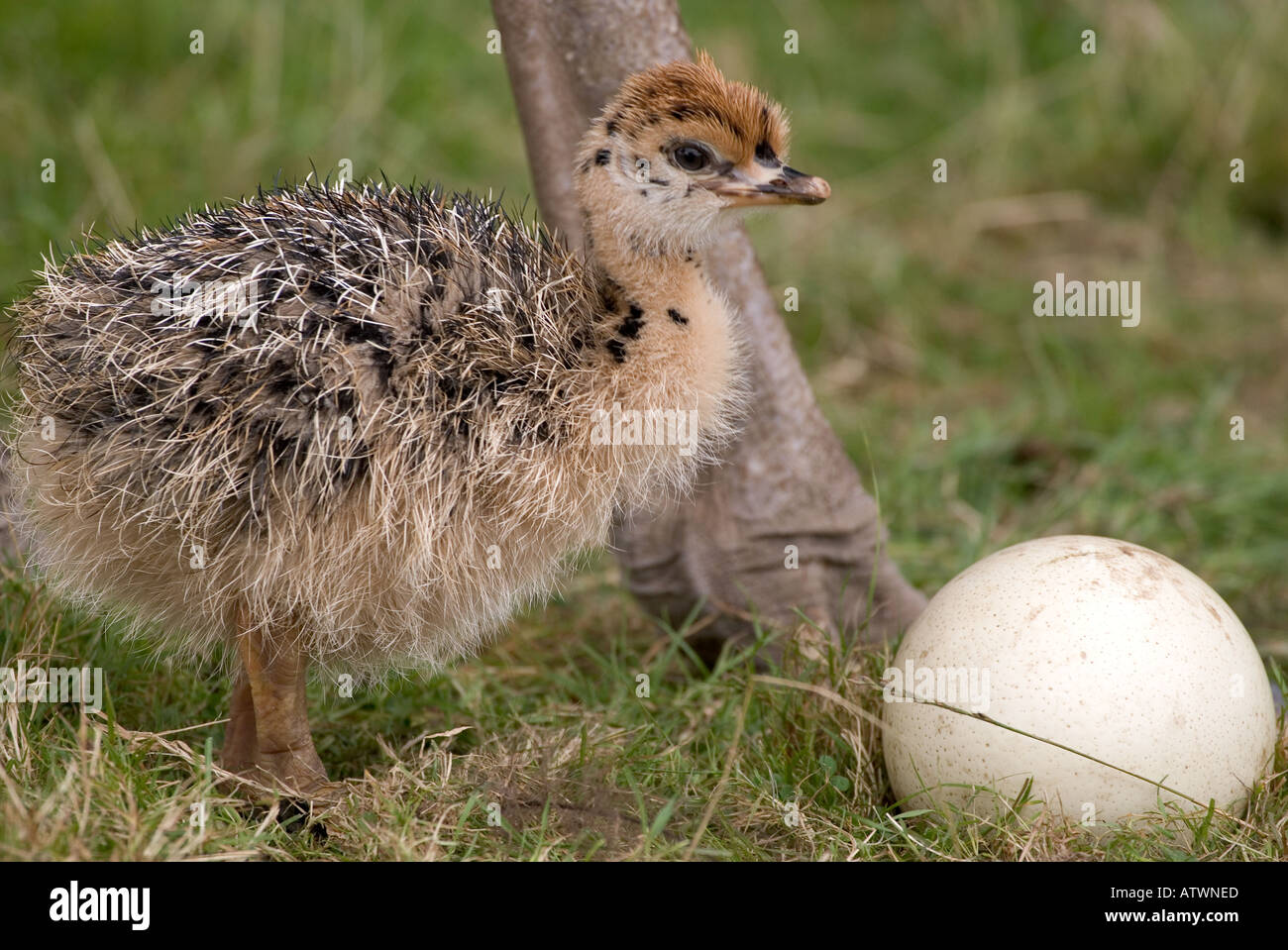 Struthio Camelus Autruche Bebe Photo Stock Alamy