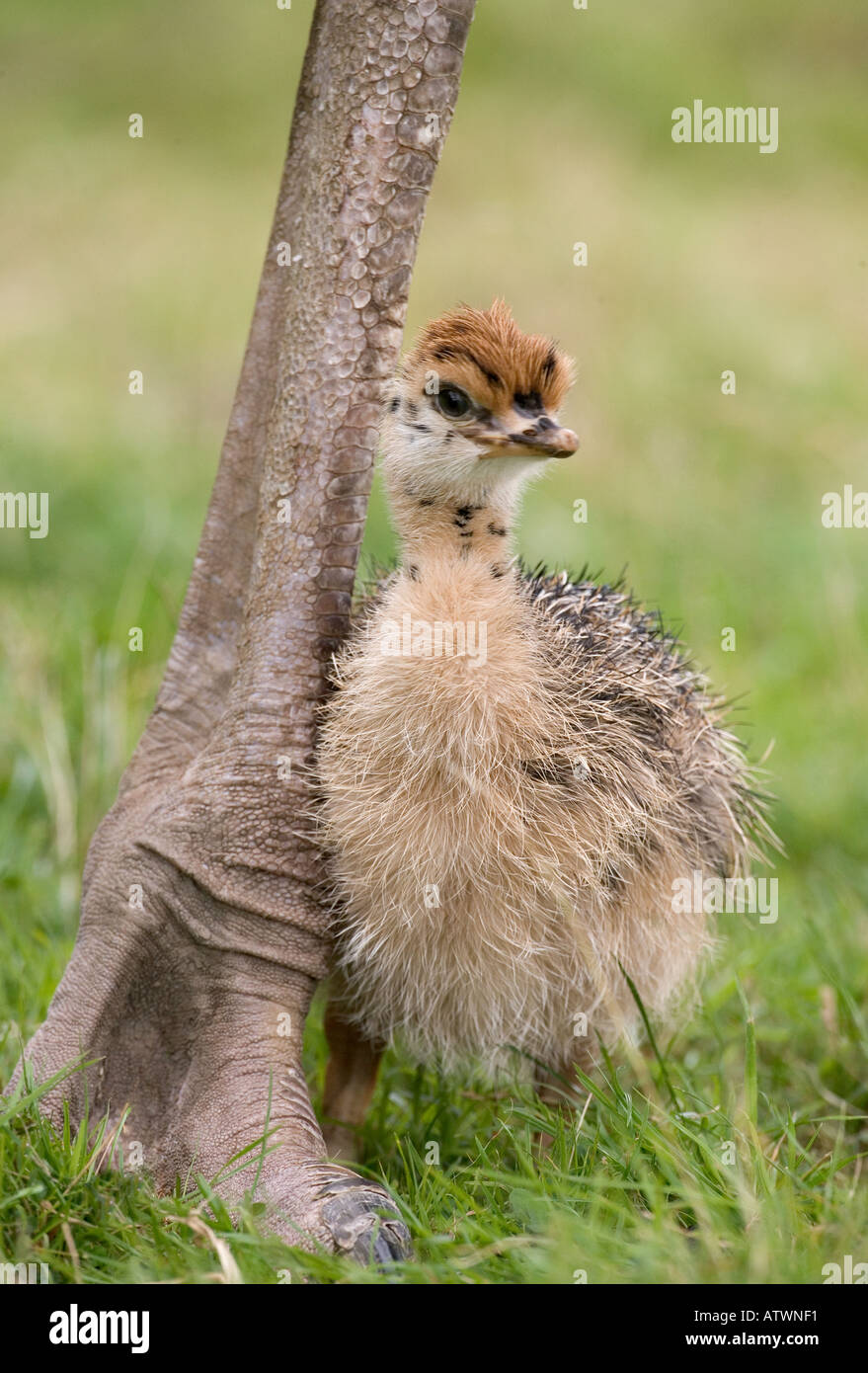 Struthio camelus Autruche Bébé Banque D'Images