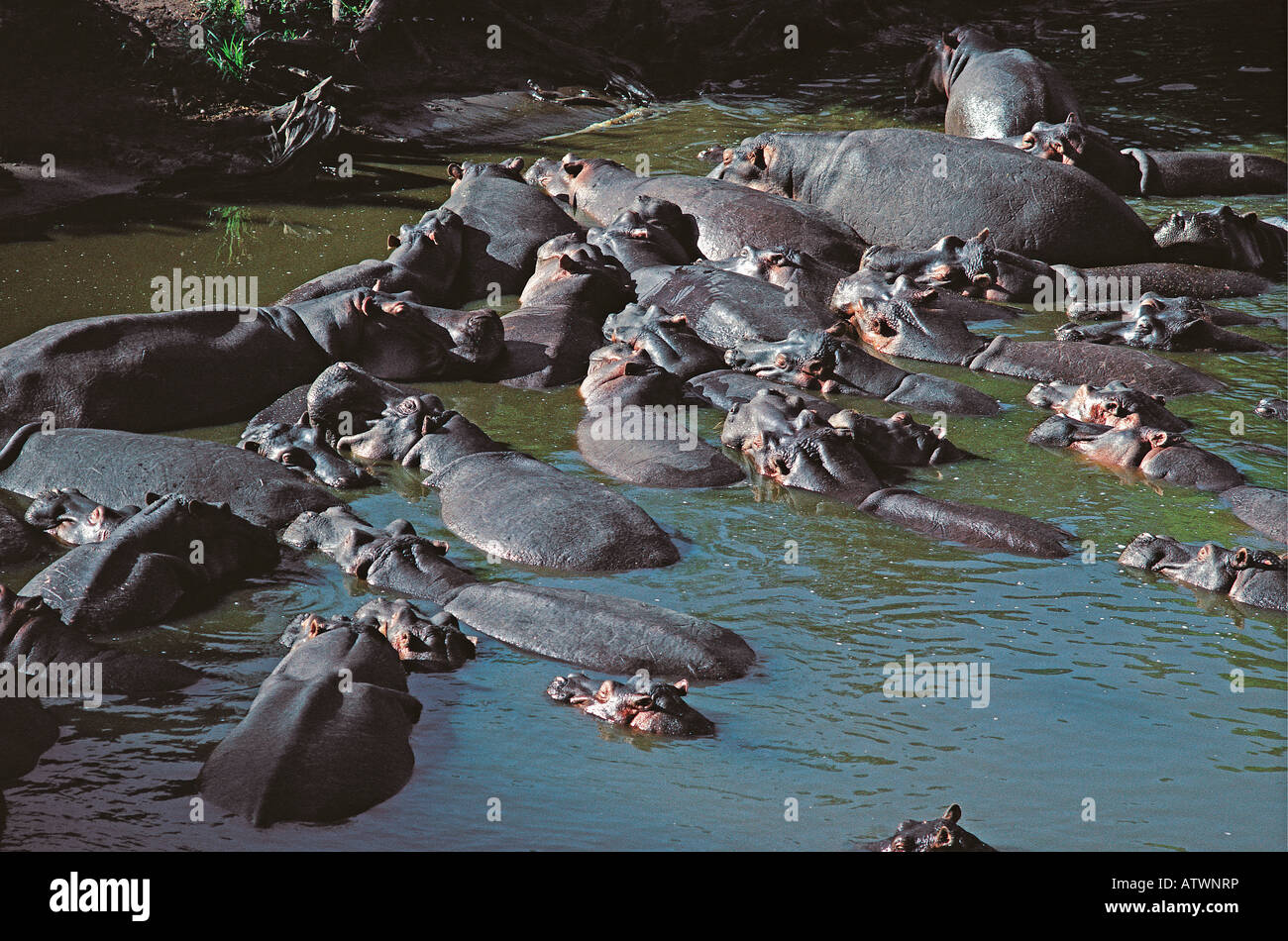 De l'école plus de 30 trente Hippo se vautrer dans la rivière Mara Masai Mara National Reserve Kenya Afrique de l'Est Banque D'Images