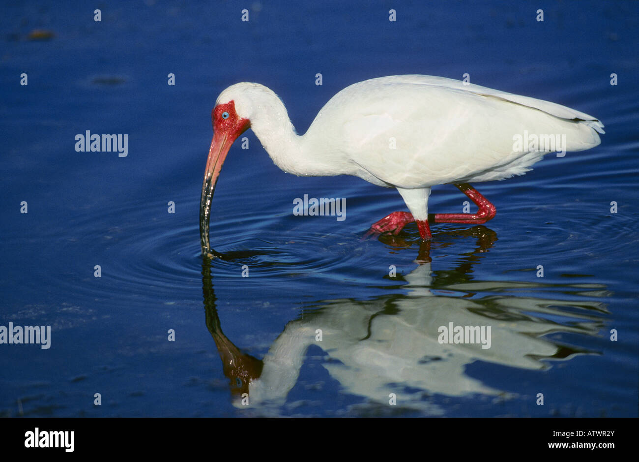 Ibis blanc Eudocimus albus Banque D'Images