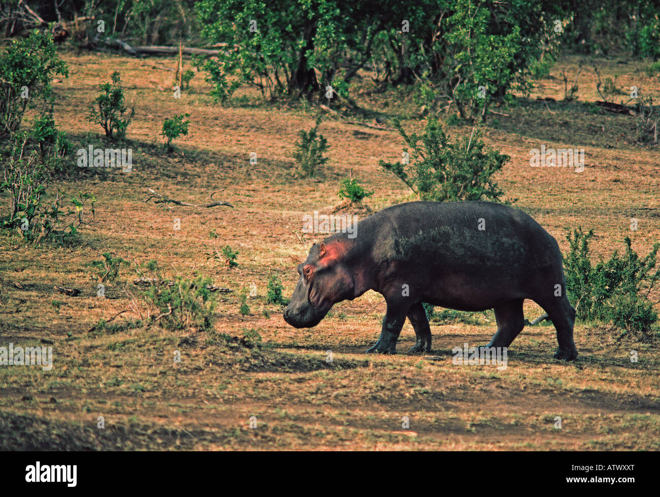 Hippo marcher en pleine terre sur l'herbe courte tôt le matin le Masai Mara National Reserve Kenya Afrique de l'Est Banque D'Images