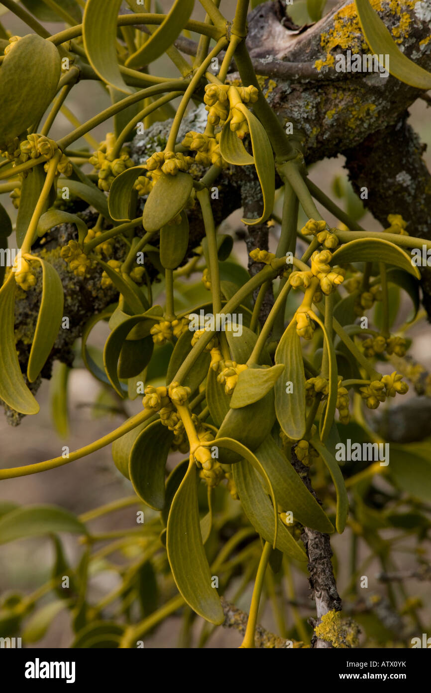 Le Gui Viscum album plante parasite sur les arbres en fleur Banque D'Images
