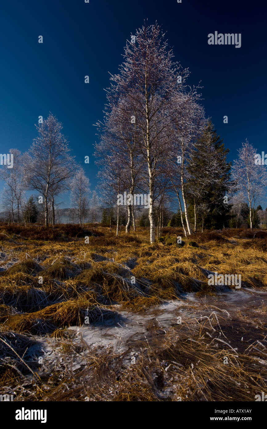 Les bouleaux Betula pubescens avec givre dans une tourbière dans le Haut Jura près de Morez Midwinter est de la France, Parc Naturel Régional Banque D'Images