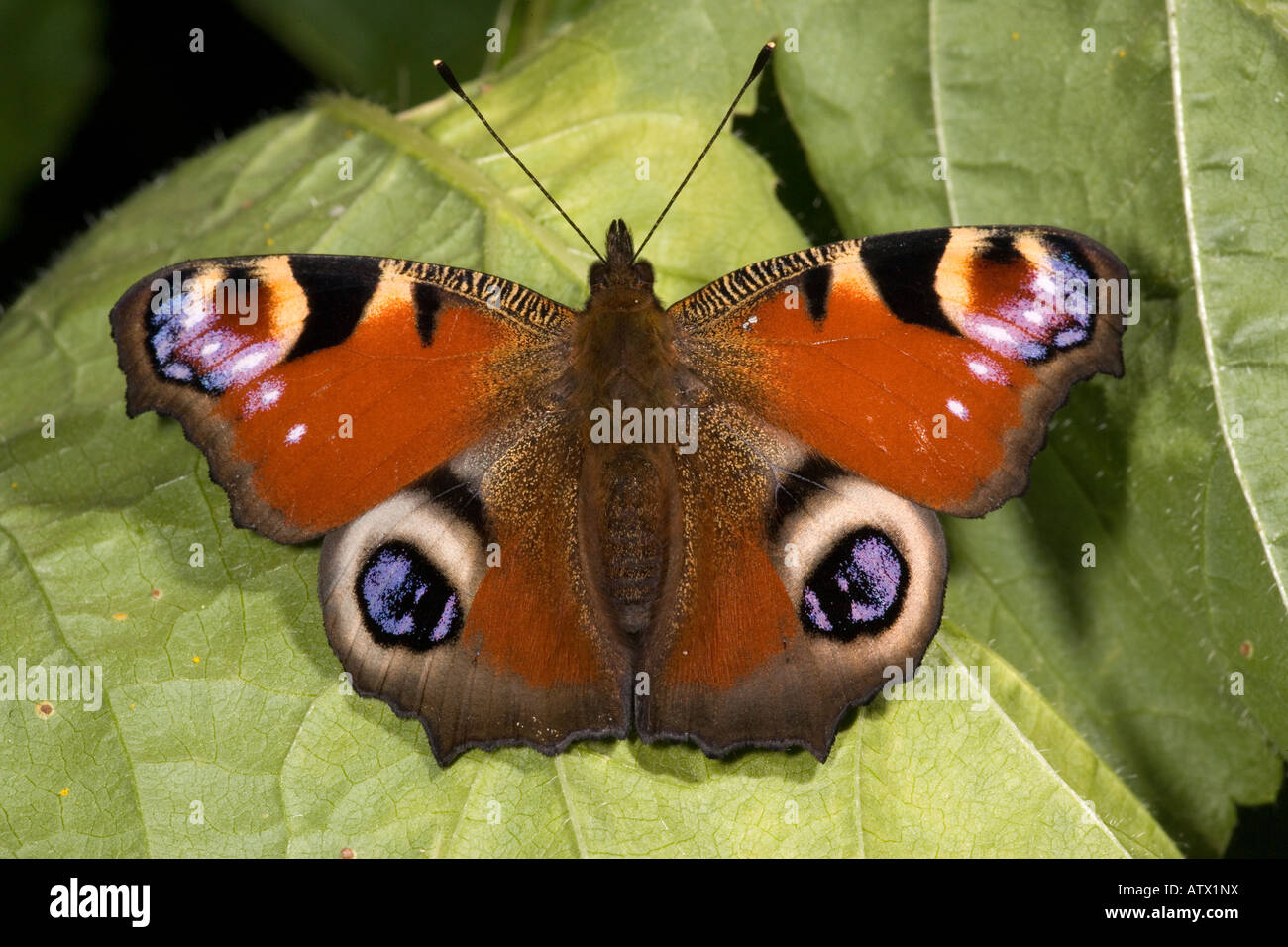 Peacock butterfly Inachis io soleil Banque D'Images