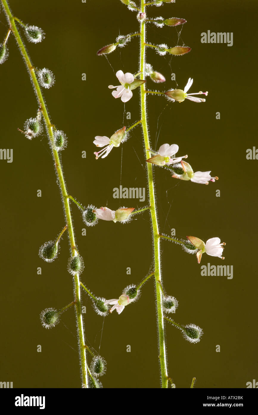 L'ombre nocturne de l'enchanteur, Circaea lutiana en fleurs et fruits avec des graines distribuées par les animaux recouvertes de poils Banque D'Images