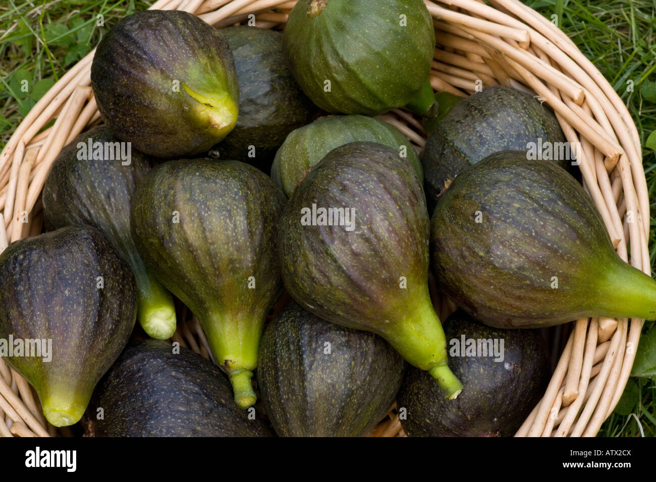 Figues bio (Ficus carica) cultivée et récoltée à Dorset, Angleterre, RU Banque D'Images