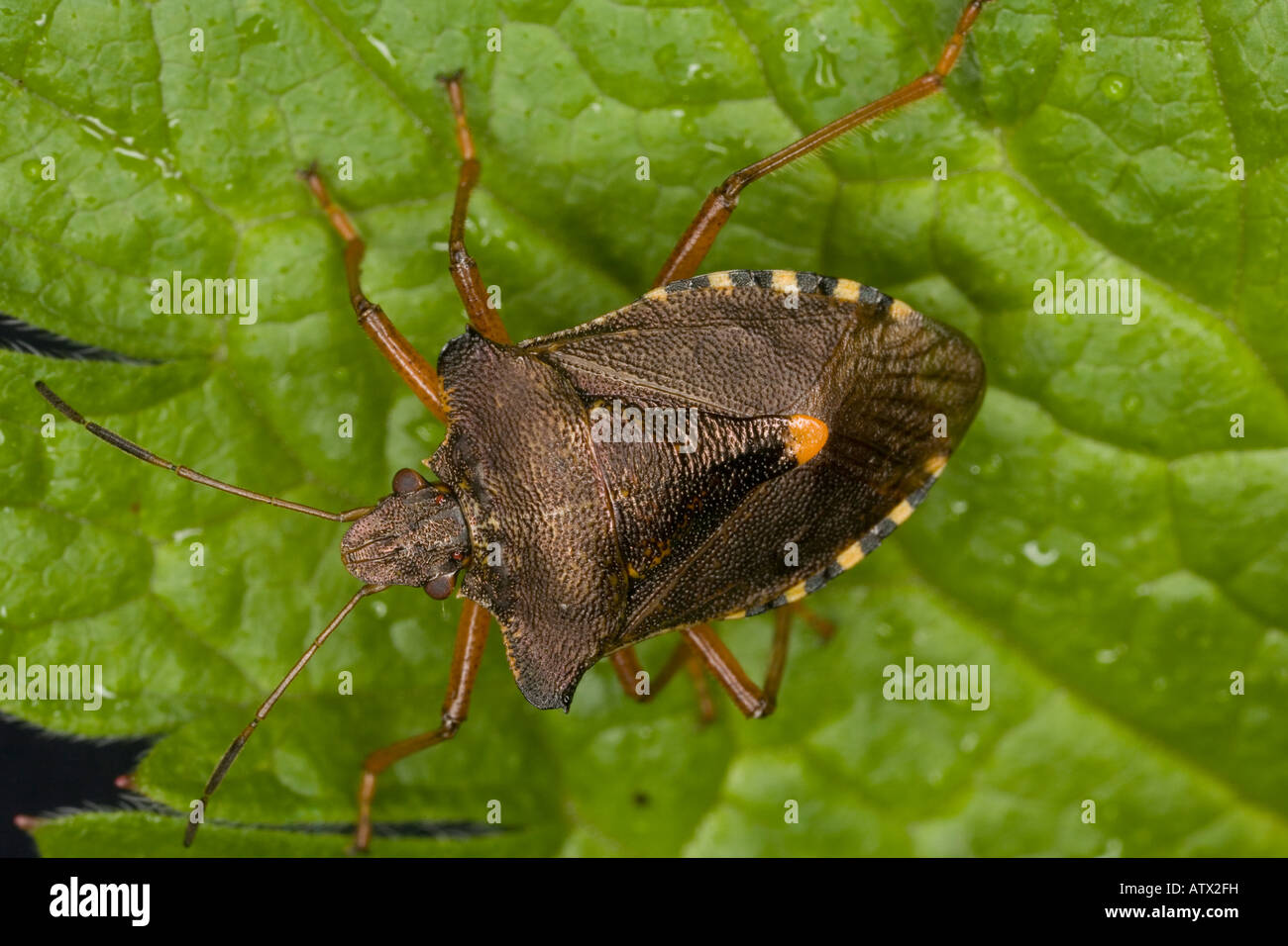 Bug forestier, Pentatoma rufipes, sur la feuille Banque D'Images