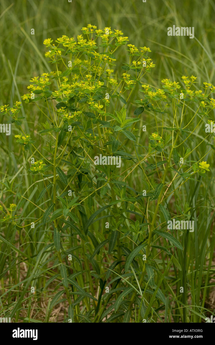 Le marais, Euphorbia palustris, dans la zone humide Banque D'Images