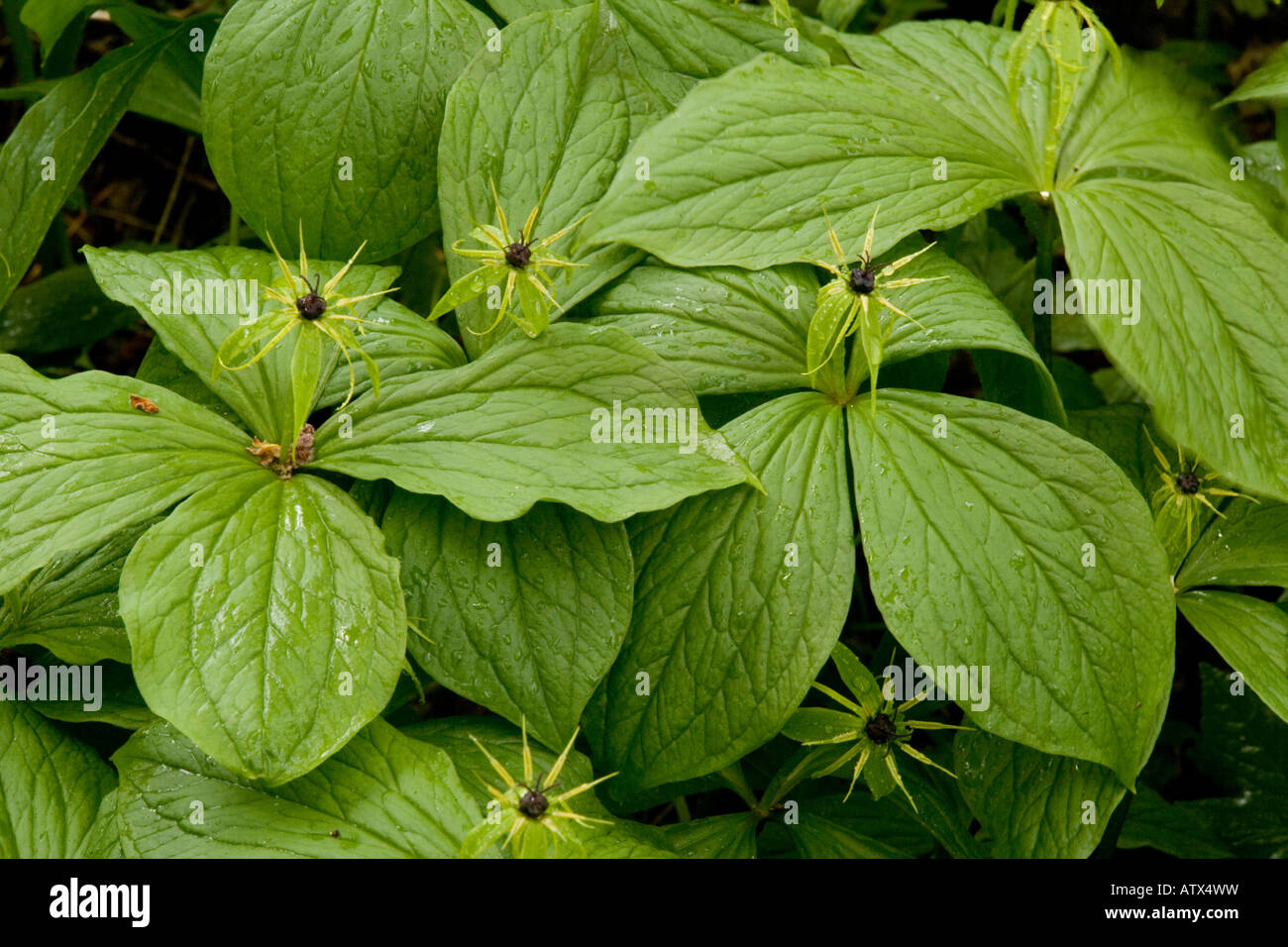 Herb Paris Paris quadrifolia en fleurs printemps Banque D'Images