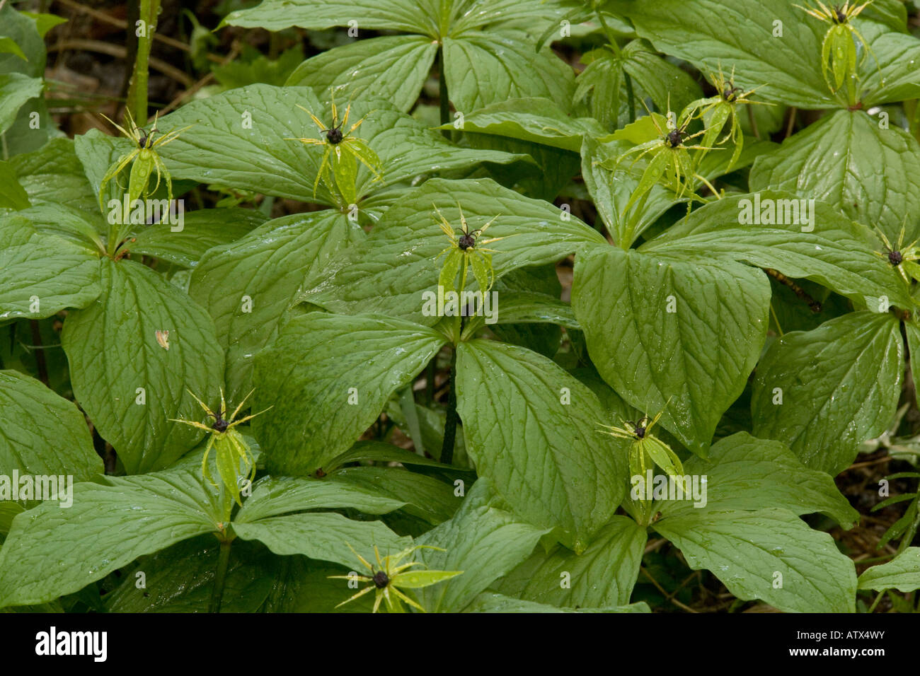 Herb Paris Paris quadrifolia en fleurs printemps Banque D'Images