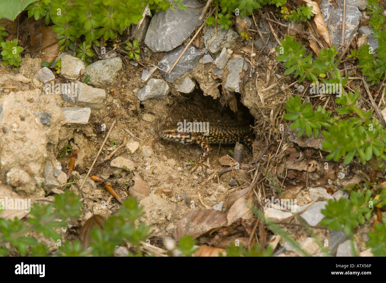 Lézard des murailles Podarcis muralis forme italienne du nord de prudemment émergents terrier. Series Banque D'Images