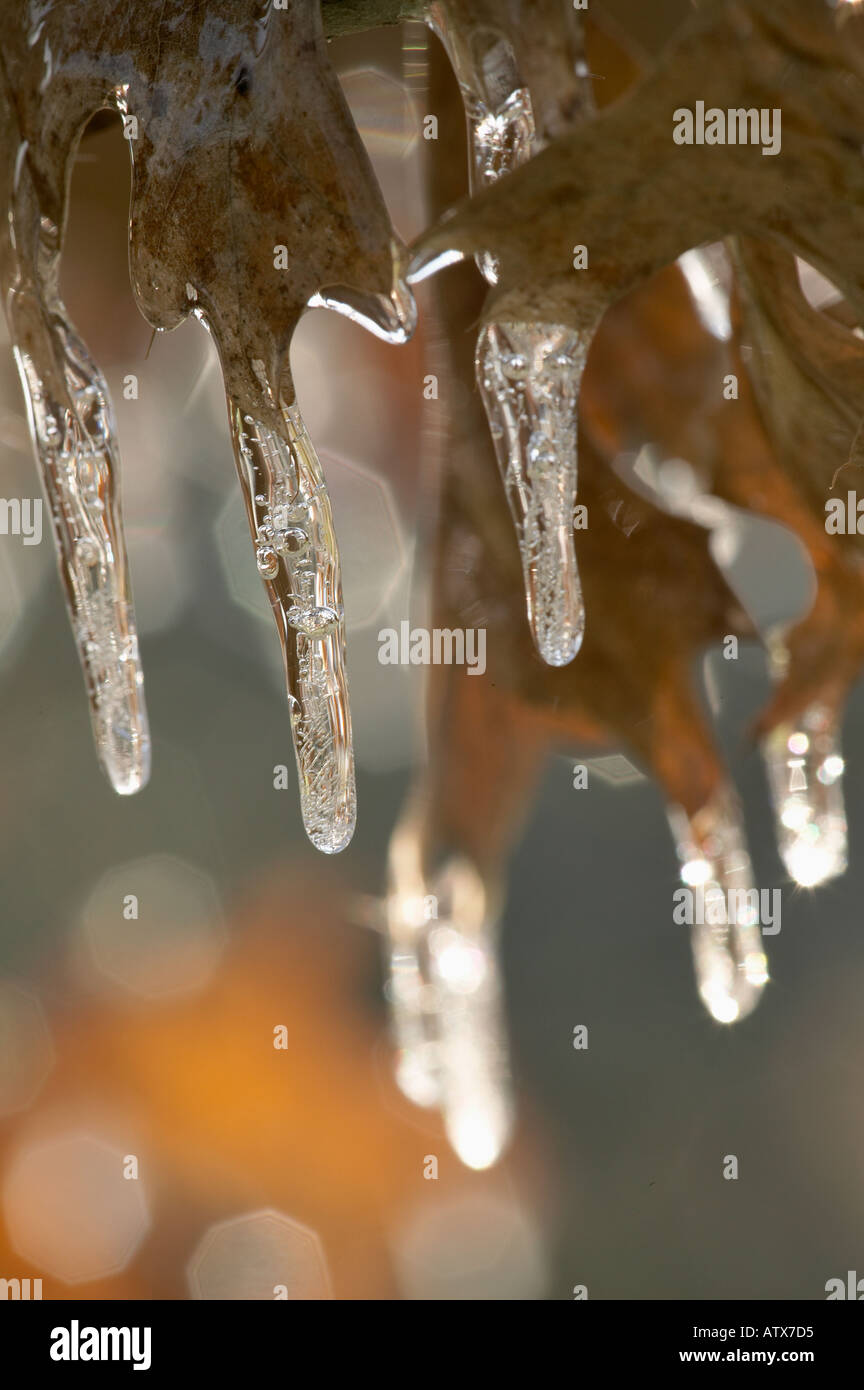 Glaçons pendant de membres de l'arbre et les feuilles Banque D'Images