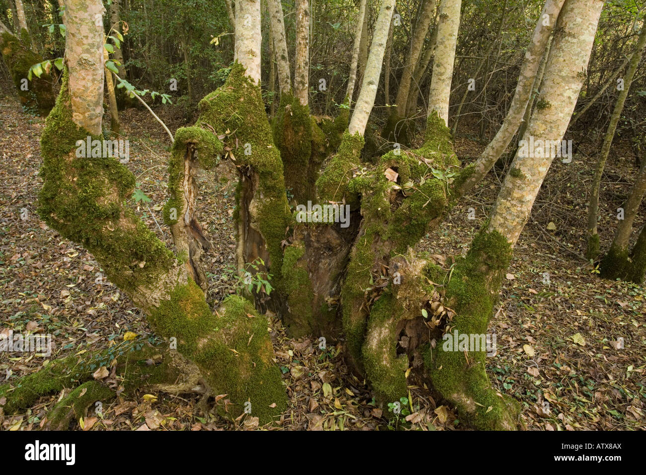 Marais Poitevin sud ouest France bosquet d'arbres étêtés frêne Fraxinus excelsior Banque D'Images