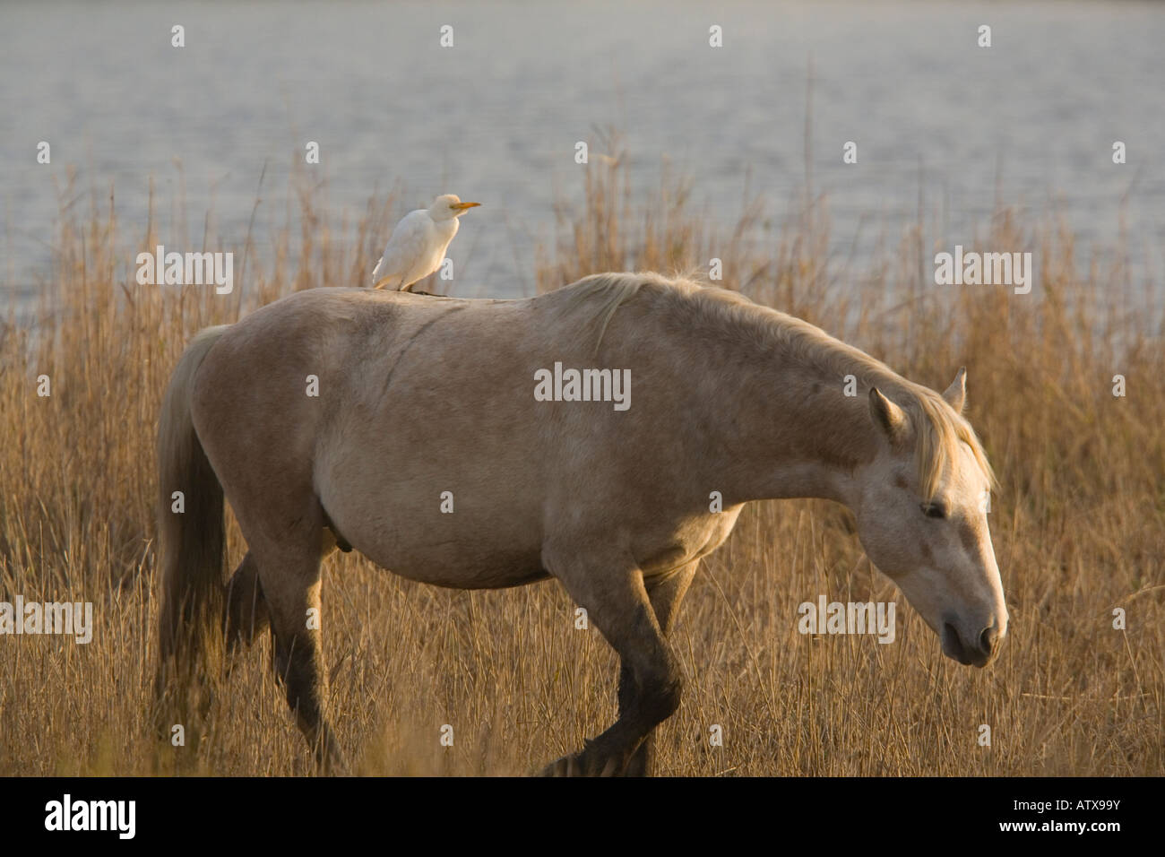 Héron garde-boeufs Bubulcus ibis sur cheval Camargue Camargue France : la série Banque D'Images