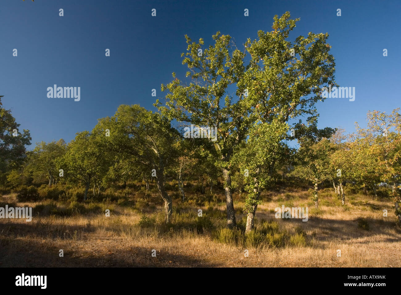 Chêne liège ouvert, Quercus suber bois dans le massif des Maures près de Gonfaron Provence Banque D'Images