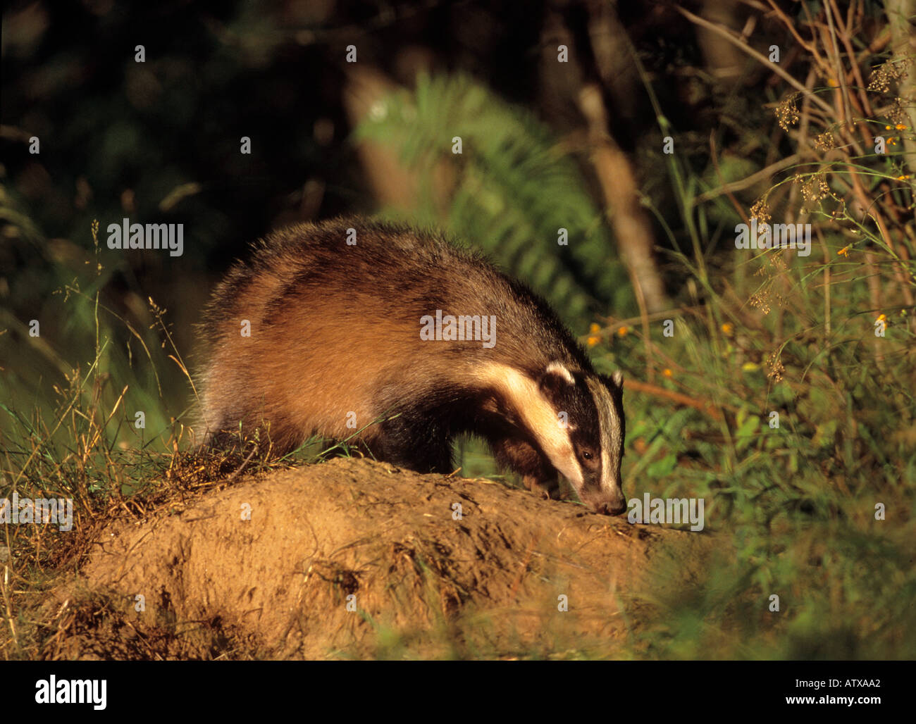 Ancien monde badger sur mound / Meles meles Banque D'Images